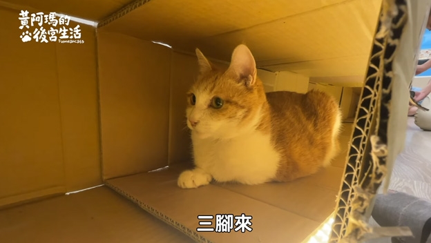 貓玩具推薦-貓草玩具-磨牙玩具-益智互動玩具選擇全攻略